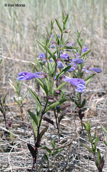 Scutellaria antirrhinoides Benth.的圖片