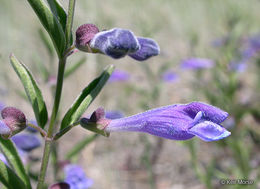 Scutellaria antirrhinoides Benth.的圖片