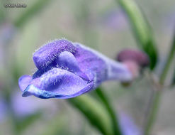 Scutellaria antirrhinoides Benth.的圖片