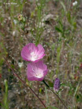 Image of <i>Sidalcea malviflora</i> ssp. <i>asprella</i>