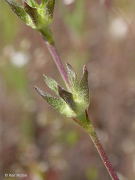 Imagem de <i>Sidalcea malviflora</i> ssp. <i>asprella</i>