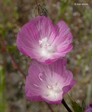 Image of <i>Sidalcea malviflora</i> ssp. <i>asprella</i>