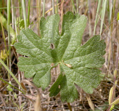 Image of <i>Sidalcea malviflora</i> ssp. <i>asprella</i>