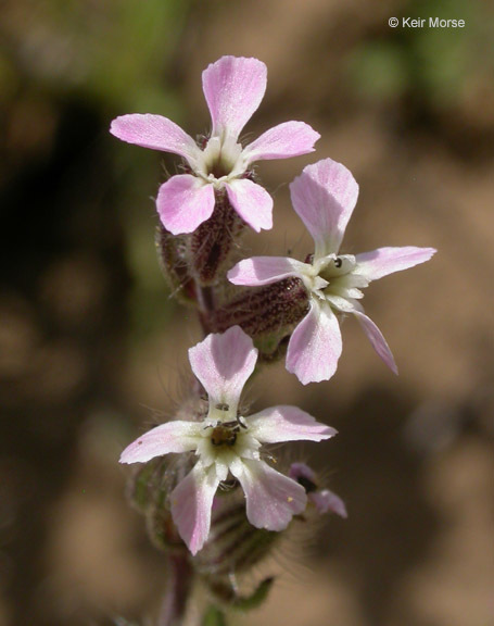 Image of common catchfly