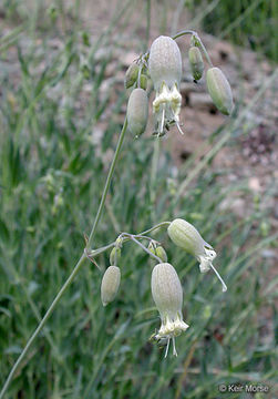 Image of Bladder Campion