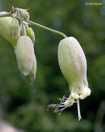 Image of Bladder Campion