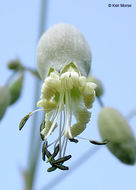 Image of Bladder Campion