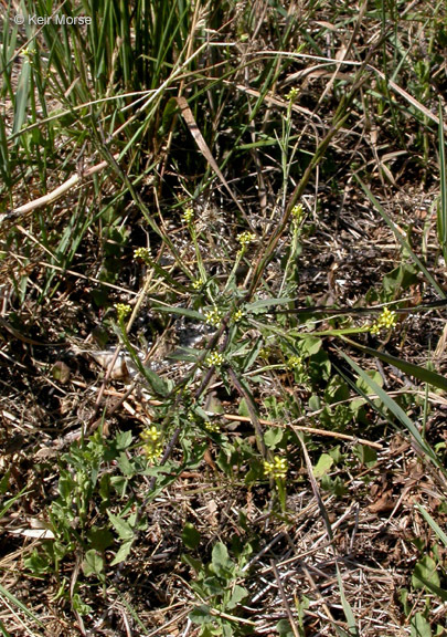 Imagem de Sisymbrium officinale (L.) Scop.