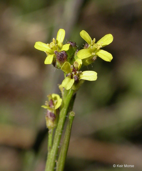 Imagem de Sisymbrium officinale (L.) Scop.