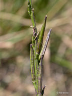 Imagem de Sisymbrium officinale (L.) Scop.