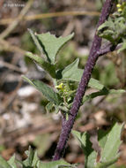 Imagem de Sisymbrium officinale (L.) Scop.