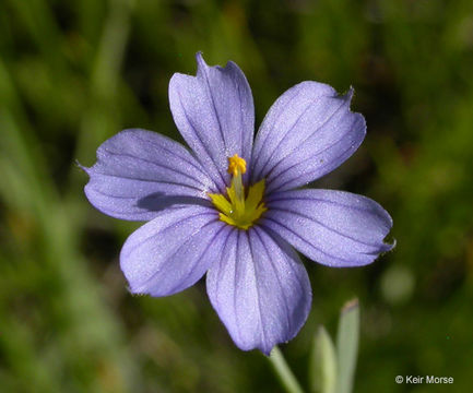 Image of western blue-eyed grass