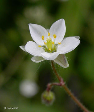 Слика од Spergula maxima Weihe