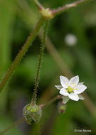 Image of Spergula maxima Weihe