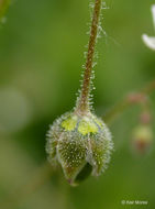 Image of Spergula maxima Weihe