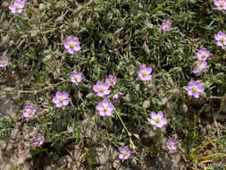 Image of red sandspurry