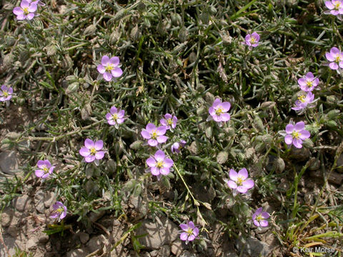 Image of red sandspurry