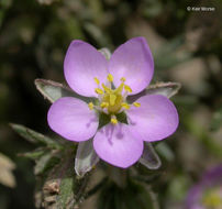 Image of red sandspurry