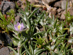 Image of red sandspurry