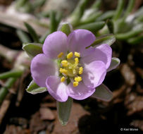 Image of red sandspurry