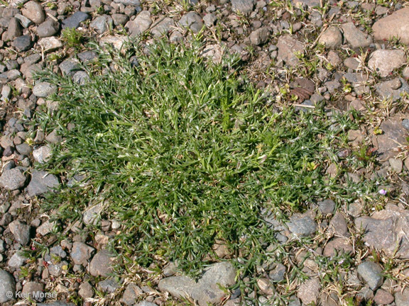 Image of red sandspurry