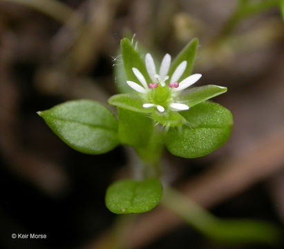 Image of common chickweed