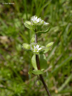 Image of common chickweed