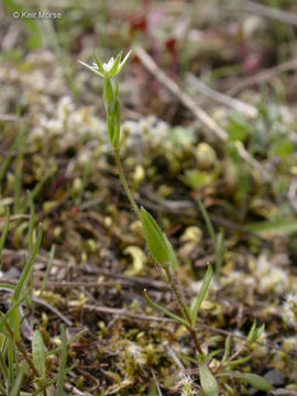 Image of shiny chickweed