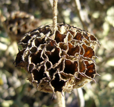 Слика од Phlomis fruticosa L.