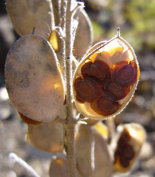 Imagem de Fibigia clypeata (L.) Medik.