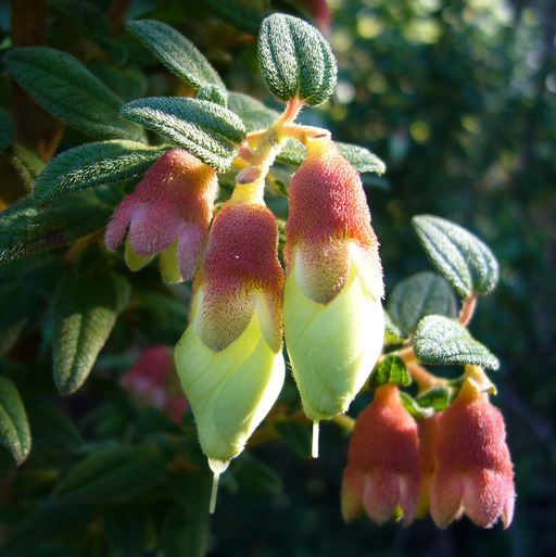 Image of Brachyotum ledifolium (Desr.) Triana