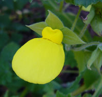 Image of Calceolaria tomentosa Ruiz & Pav.