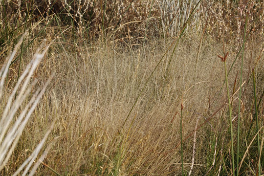 Muhlenbergia asperifolia (Nees & Meyen ex Trin.) Parodi resmi