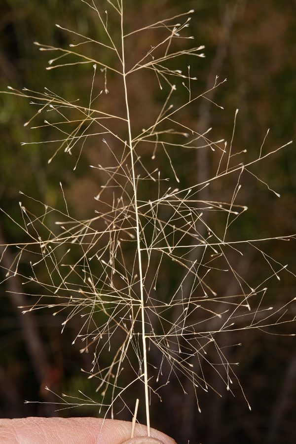 Imagem de Muhlenbergia asperifolia (Nees & Meyen ex Trin.) Parodi