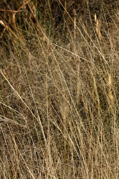 Imagem de Muhlenbergia asperifolia (Nees & Meyen ex Trin.) Parodi