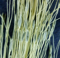 Imagem de Muhlenbergia asperifolia (Nees & Meyen ex Trin.) Parodi