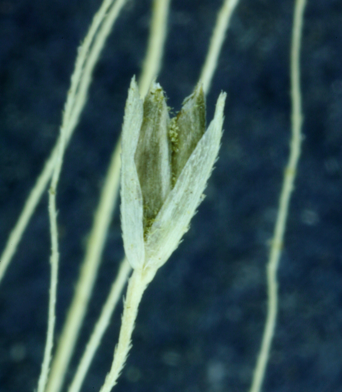 Imagem de Muhlenbergia asperifolia (Nees & Meyen ex Trin.) Parodi