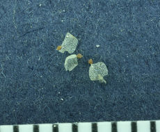 Image of woodland pinedrops