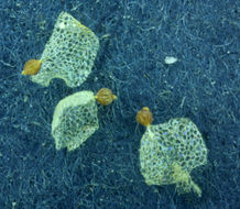 Image of woodland pinedrops