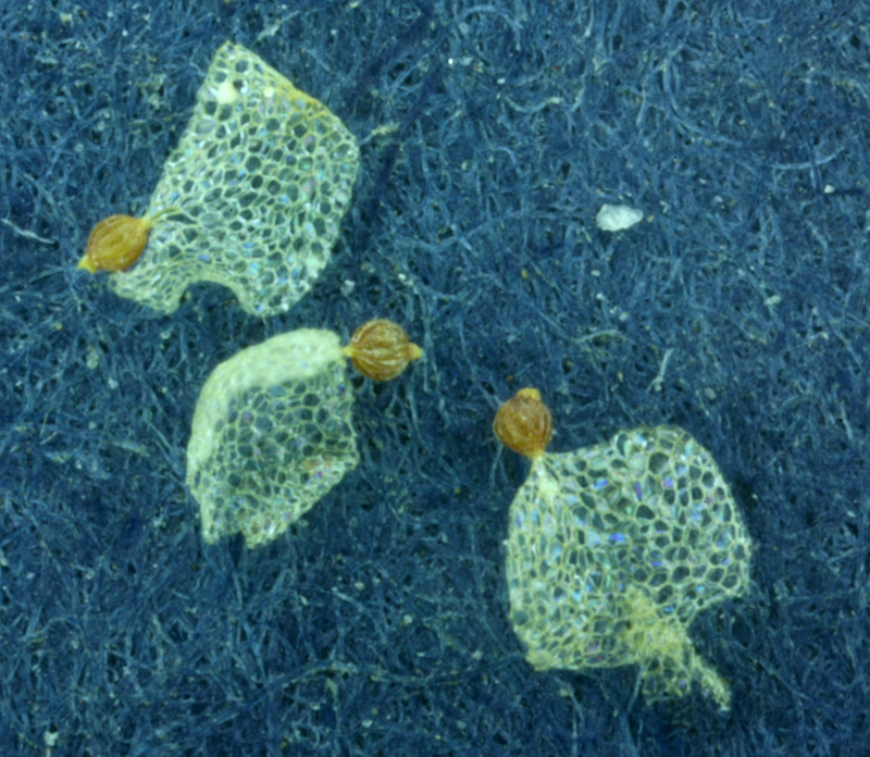 Image of woodland pinedrops