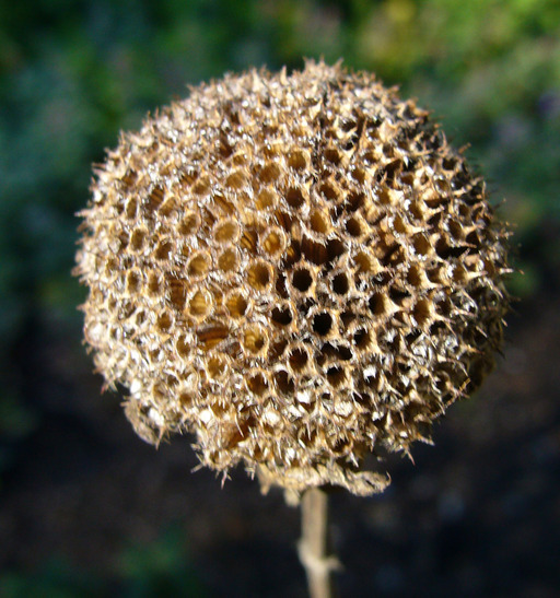 Image of wild bergamot