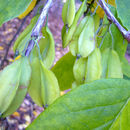 Halesia diptera J. Ellis resmi