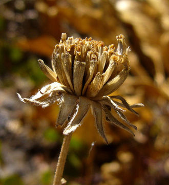 Imagem de Helianthella californica A. Gray