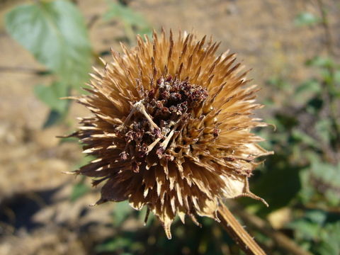 Image de tournesol