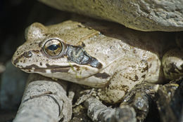 Image of Dybowski's frog