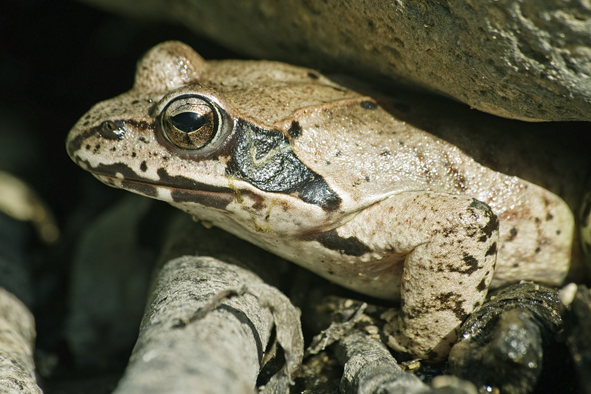 Image of Dybowski's frog