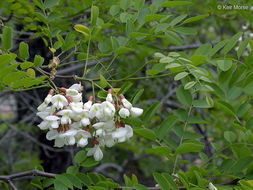 Image of black locust