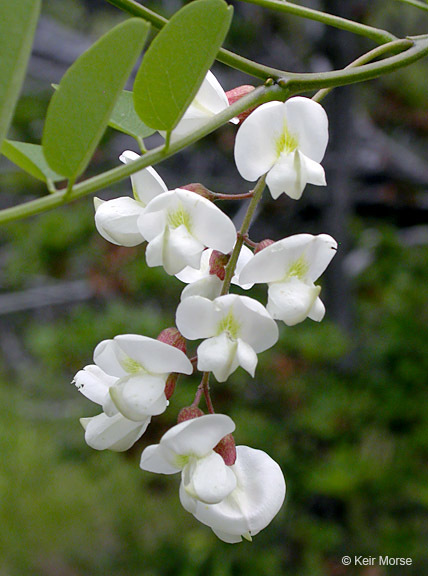 Image of black locust