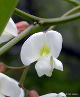 Image of black locust