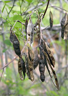 Image of black locust